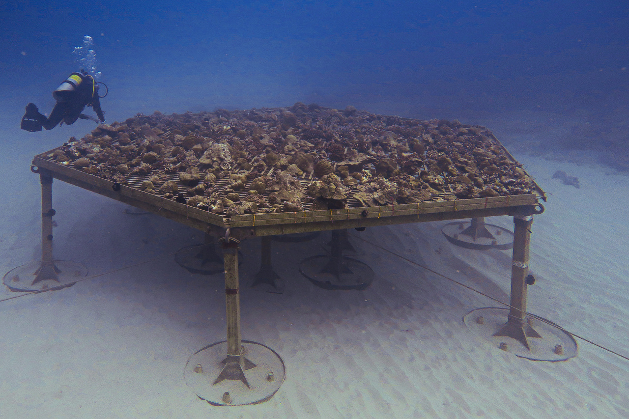 Underwater coral nursery